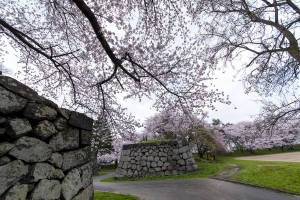 霞城公園の桜