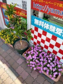 サフィニア