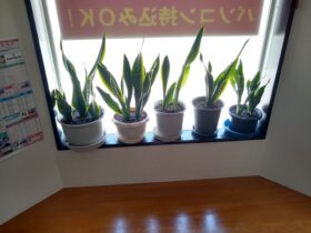 サンセベリア3