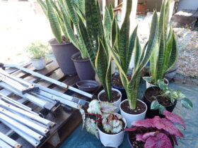 植物株分け