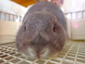 うさぎ耳なし