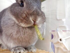 うさぎ草