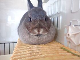 ウサギ